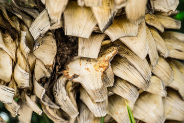 Bark Palms , Upper trunk detail of palm tree background