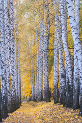 Colorful and vibrant autumn leaves.
Red autumn leaves.
Branches with bright autumn leaves.