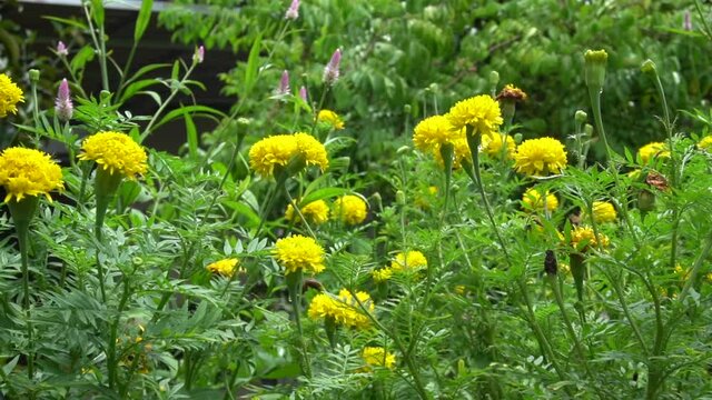 Yellow marigold plant in the garden.