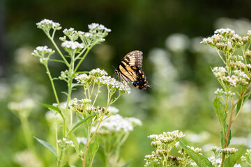 Black and Yellow Swallowtail Butterfly in flowery field in Acworth Georgia.