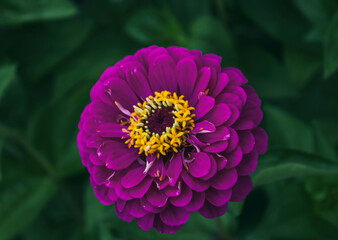 Zinnia flower. Purple Zinnia flower. Garden flower. Floral background.