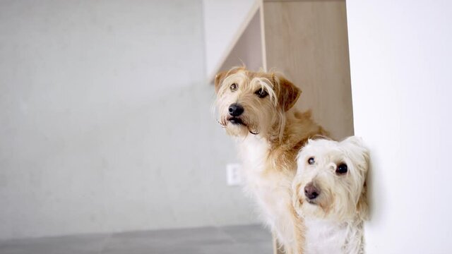 Two pet dogs standing indoors by the wall.