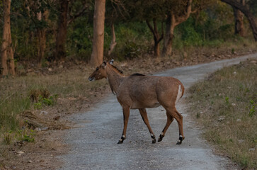 Spotted Deer or Chital (Axis axis) standing in the lush green forest, is a species of deer that is native to the Indian subcontinent.