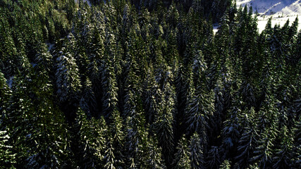 Coniferous pine forest mountain Carpathian mountains aerial photography snow.