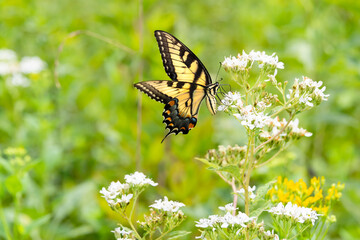 Yellow Swallowtail Butterfly sitting on Queen Anne's Lace at park in Acworth Georgia.