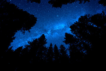 Pine Trees Forest Wilderness with Milky Way Milkyway Stars in Night Sky
