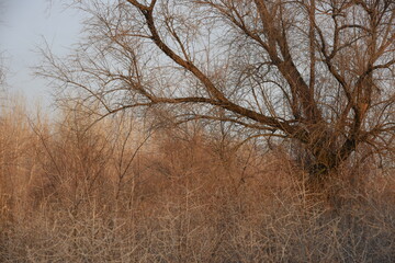 Allphotokz Taldykorgan Nature 20180323 5436 D810 S