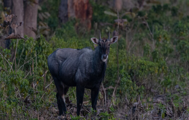 Naklejka na ściany i meble Blue bull in the jungle of Rajaji National Park.