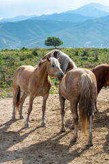Fototapeta na wymiar horse and foal