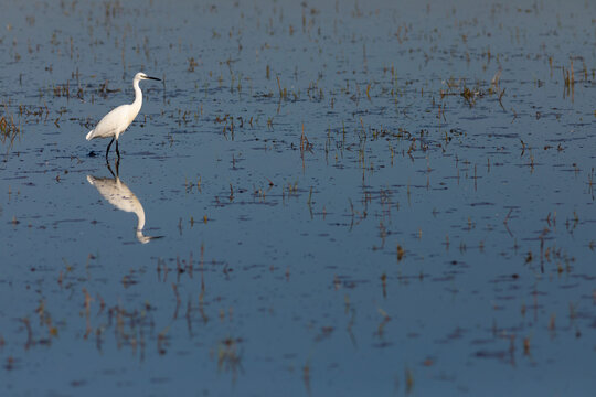Garceta com&uacute;n (Egretta garzetta) reflejada pescando en el Parc Natural dels Aiguamolls de l'Empord&agrave; (Parque Natural de los Aiguamolls del Empord&aacute;) Castell&oacute; d'Emp&uacute;ries, Girona, Catalunya
