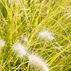 (Pennisetum alopecuroides) Touffes buissonnante et ornementales d'herbe aux écouvillons au feuillage étroit, rêche et panicules plumeuses en cascades