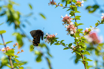 Black Swallowtail Butterfly pollinating flowers in Acworth Georgia Park.