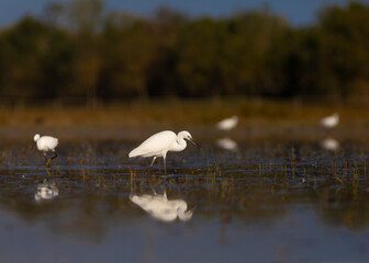 Garceta común (Egretta garzetta) en el Parc Natural dels Aiguamolls de l'Empordà (Parque Natural de los Aiguamolls del Empordá) Castelló d'Empúries, Girona, Catalunya