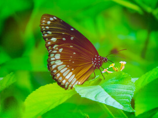 butterfly on a flower