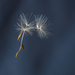 flying dandelion
