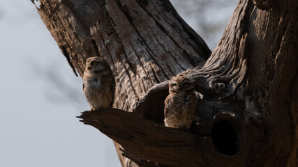 Spotted Owlet (Athene brama) perched on tree branch and looking for prey with their yellow eyes.