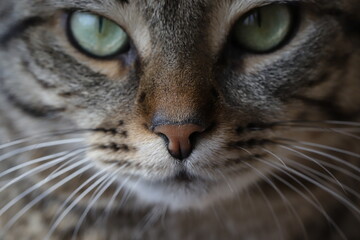 close up of a cat