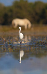 Garceta común (Egretta garzetta) reflejada  pescando en el Parc Natural dels Aiguamolls de l'Empordà (Parque Natural de los Aiguamolls del Empordá) Castelló d'Empúries, Girona, Catalunya