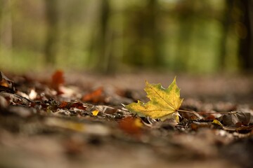 yellow and green autumn leave on the forest ground