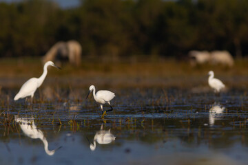 Garceta común (Egretta garzetta) reflejada  pescando en el Parc Natural dels Aiguamolls de l'Empordà (Parque Natural de los Aiguamolls del Empordá) Castelló d'Empúries, Girona, Catalunya