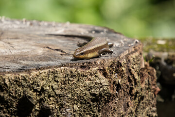 brown Skink in the garden