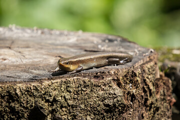 brown Skink in the garden