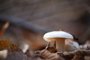 white mushroom in sunlight next to branches and fallen leaves in autumn