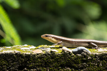 brown Skink in the garden