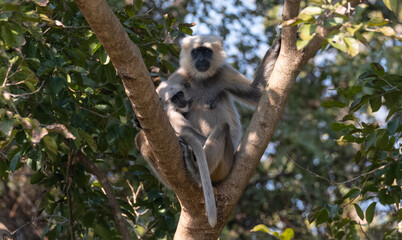 Gray langurs (Semnopithecus), also called Hanuman langurs or Hanuman monkeys, are Old World monkeys native to the Indian subcontinent constituting the genus Semnopithecus.