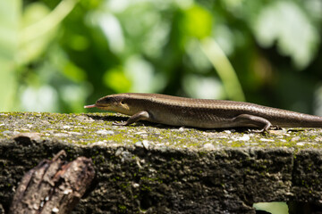 brown Skink in the garden