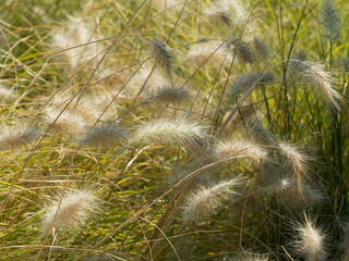 Pennisetum alopecuroides | Herbe aux &eacute;couvillons aux tiges dress&eacute;es aux longues feuilles tombant en cascades