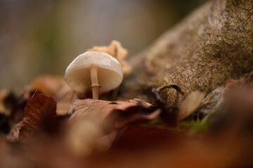 mushroom in the forest on the ground between leaves in autumn