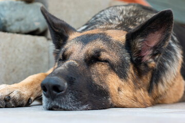 Sleeping young adult German shepherd sheepdog close up head shot low angle
