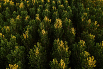 Green aspen tree forest from drone pov
