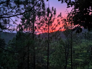 Sunset from the depths of the forest