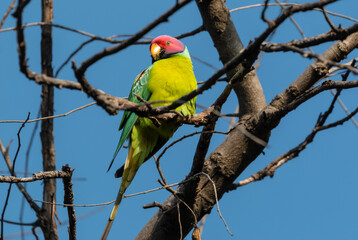Plum-headed parakeet (Psittacula cyanocephala) Perched on tree branch at Rajaji national park, Uttarakhand