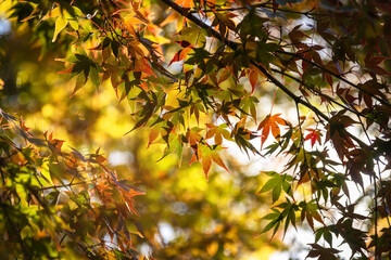 Beautiful autumn leaves in sunlight with bokeh nature on background.