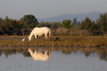 Obraz na płótnie Canvas Yegua camarguesa (Equus ferus caballus) pastando sobre el agua en el Parc Natural dels Aiguamolls de l'Empordà (Parque Natural de los Aiguamolls del Empordá) Castelló d'Empúries, Girona, Catalunya