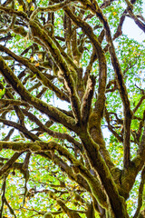 tree branches covered with moss