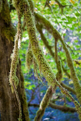 tree branches covered with moss
