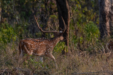 Spotted Deer or Chital (Axis axis) standing in the lush green forest, is a species of deer that is native to the Indian subcontinent.