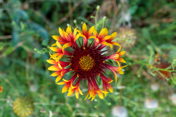 Gaillardia pulchella  flower in the garden