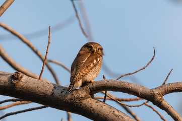 The Jungle Owlet (Glaucidium radiatum), or barred jungle owlet, is found in the Indian Subcontinent Perched on tree Brach in Rajaji National Park, Haridwar, Uttarakhand