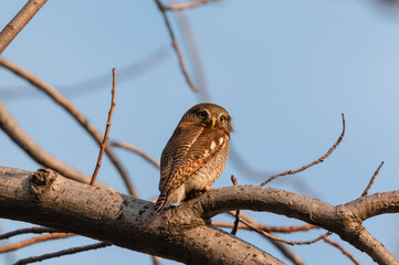 The Jungle Owlet (Glaucidium radiatum), or barred jungle owlet, is found in the Indian Subcontinent Perched on tree Brach in Rajaji National Park, Haridwar, Uttarakhand