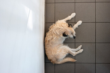 Grey rescue generic mid size dog lying on the tile floor top view from balcony