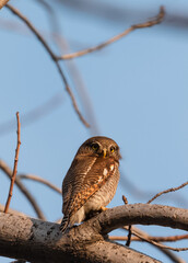 The Jungle Owlet (Glaucidium radiatum), or barred jungle owlet, is found in the Indian Subcontinent Perched on tree Brach in Rajaji National Park, Haridwar, Uttarakhand