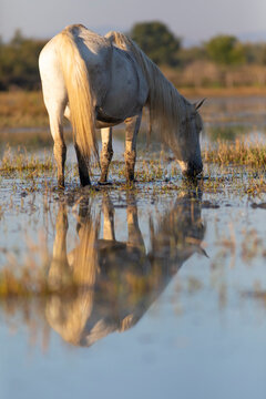 Yegua camarguesa (Equus ferus caballus) pastando sobre el agua en el Parc Natural dels Aiguamolls de l'Empord&agrave; (Parque Natural de los Aiguamolls del Empord&aacute;) Castell&oacute; d'Emp&uacute;ries, Girona, Catalunya