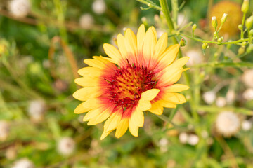 yellow flowers in the garden