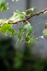 Plum tree leaves eaten by sever caterpillar infestation close up shot spoiled plums on twig