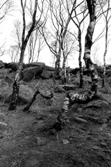 Black and White Bendy Trees in the Woods
